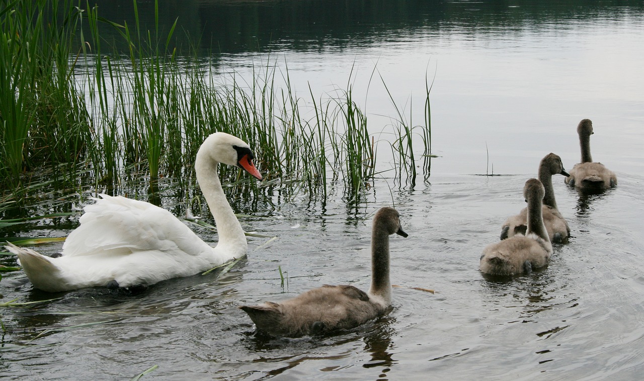 swans swimming water free photo