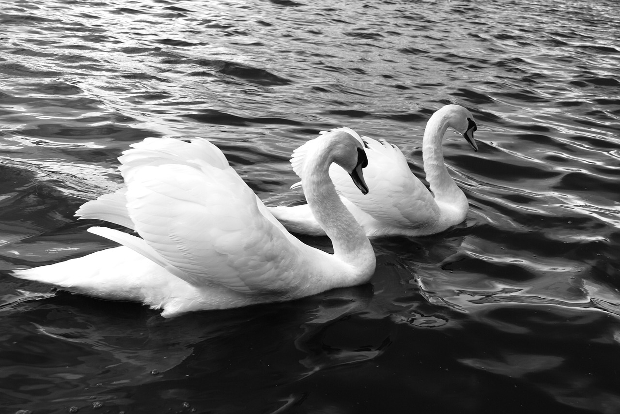 swans lake bird free photo