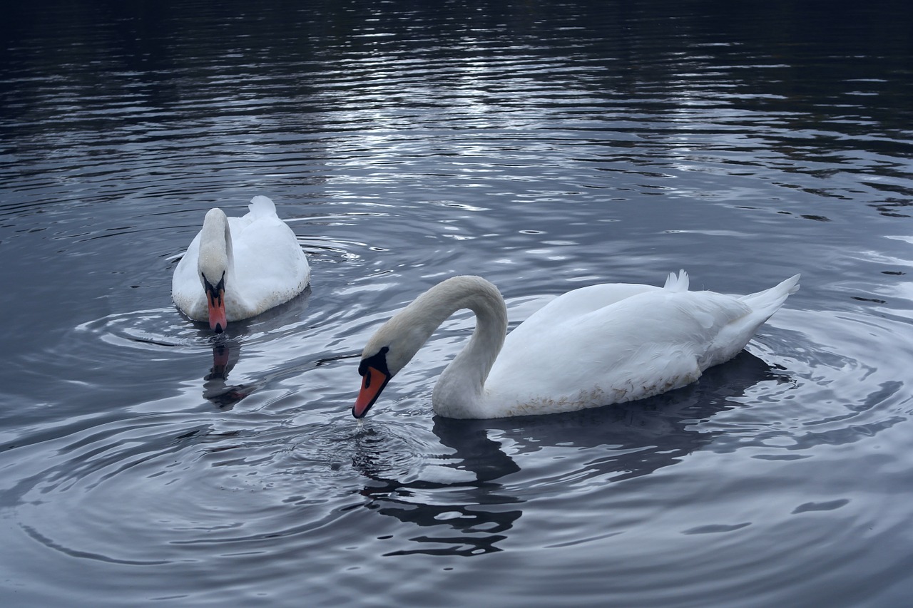 swans feeding pond free photo