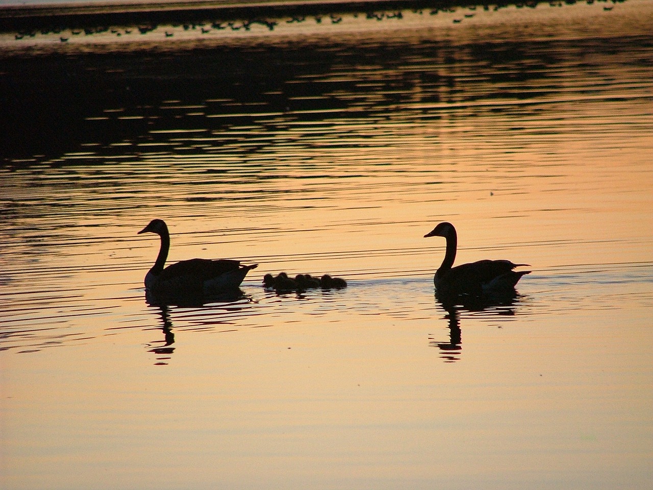 swans dusk silhouette free photo