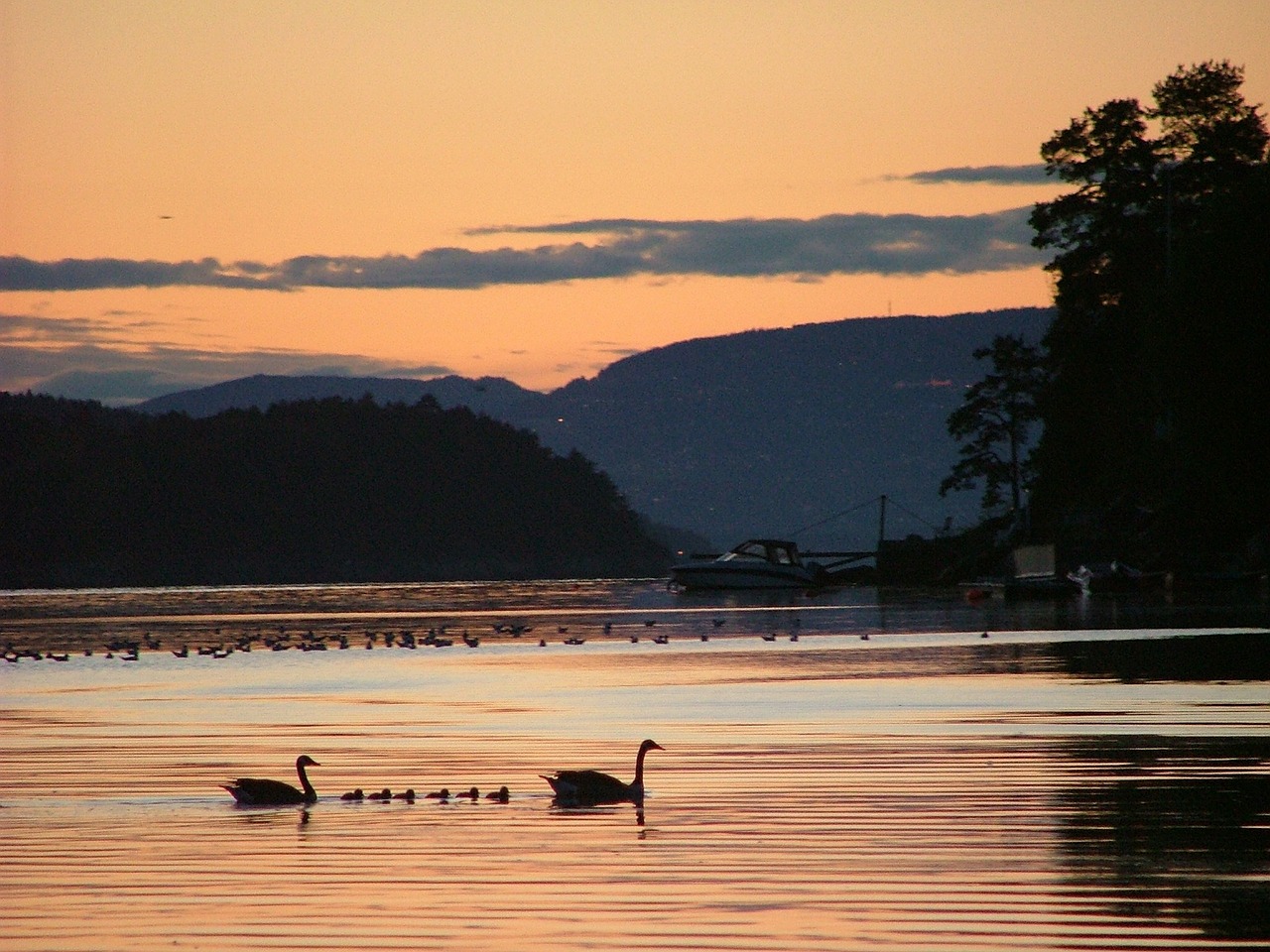 swans dusk silhouette free photo