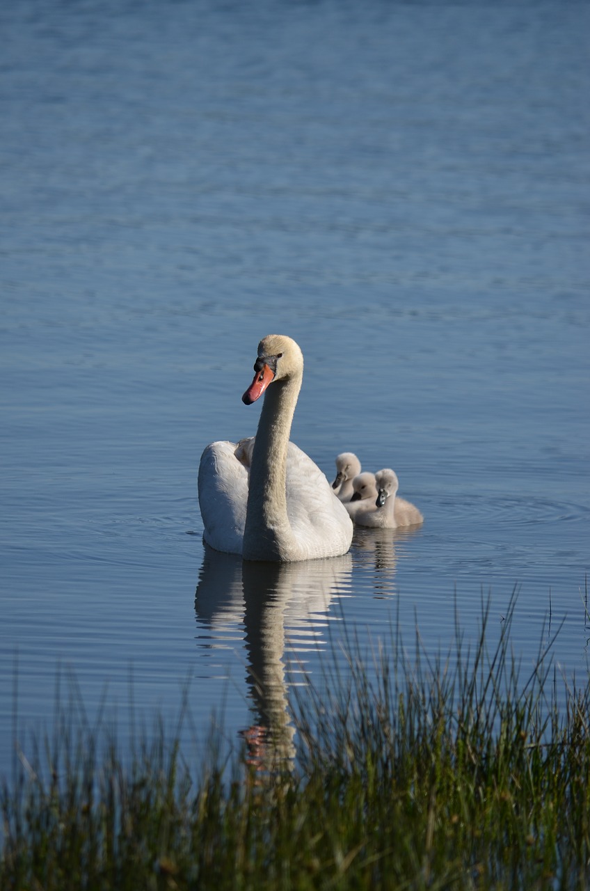 swans  galicia  marshes free photo