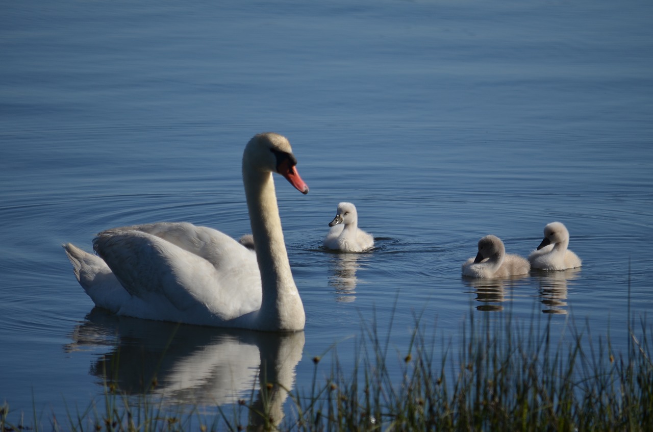 swans  galicia  dacova free photo