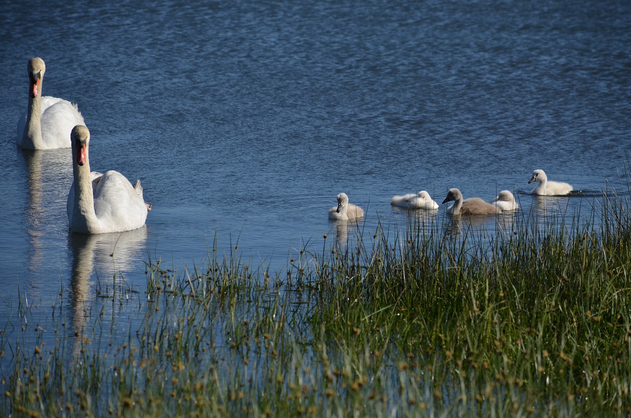 swans  chicks  sea free photo