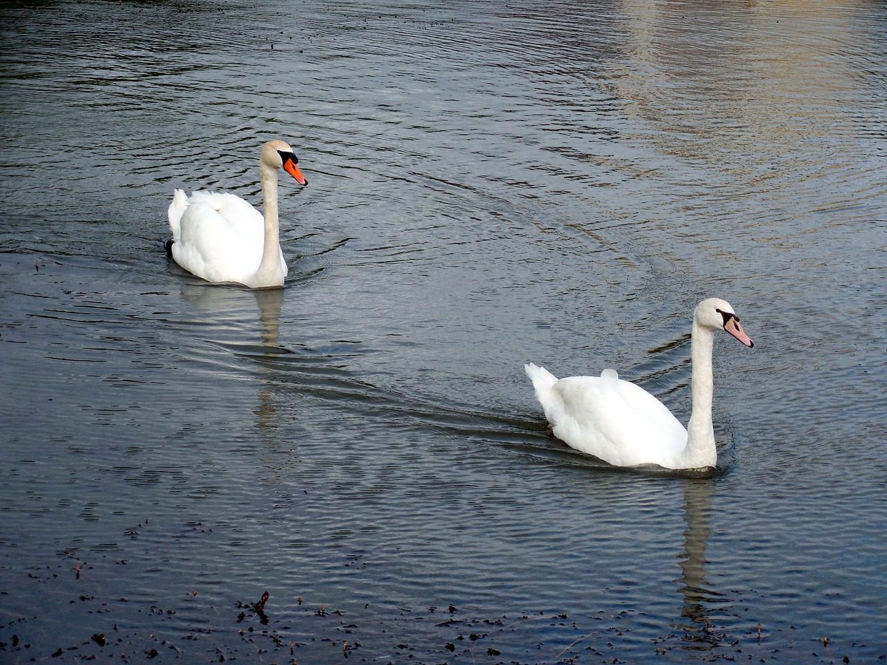 swans swan waters free photo