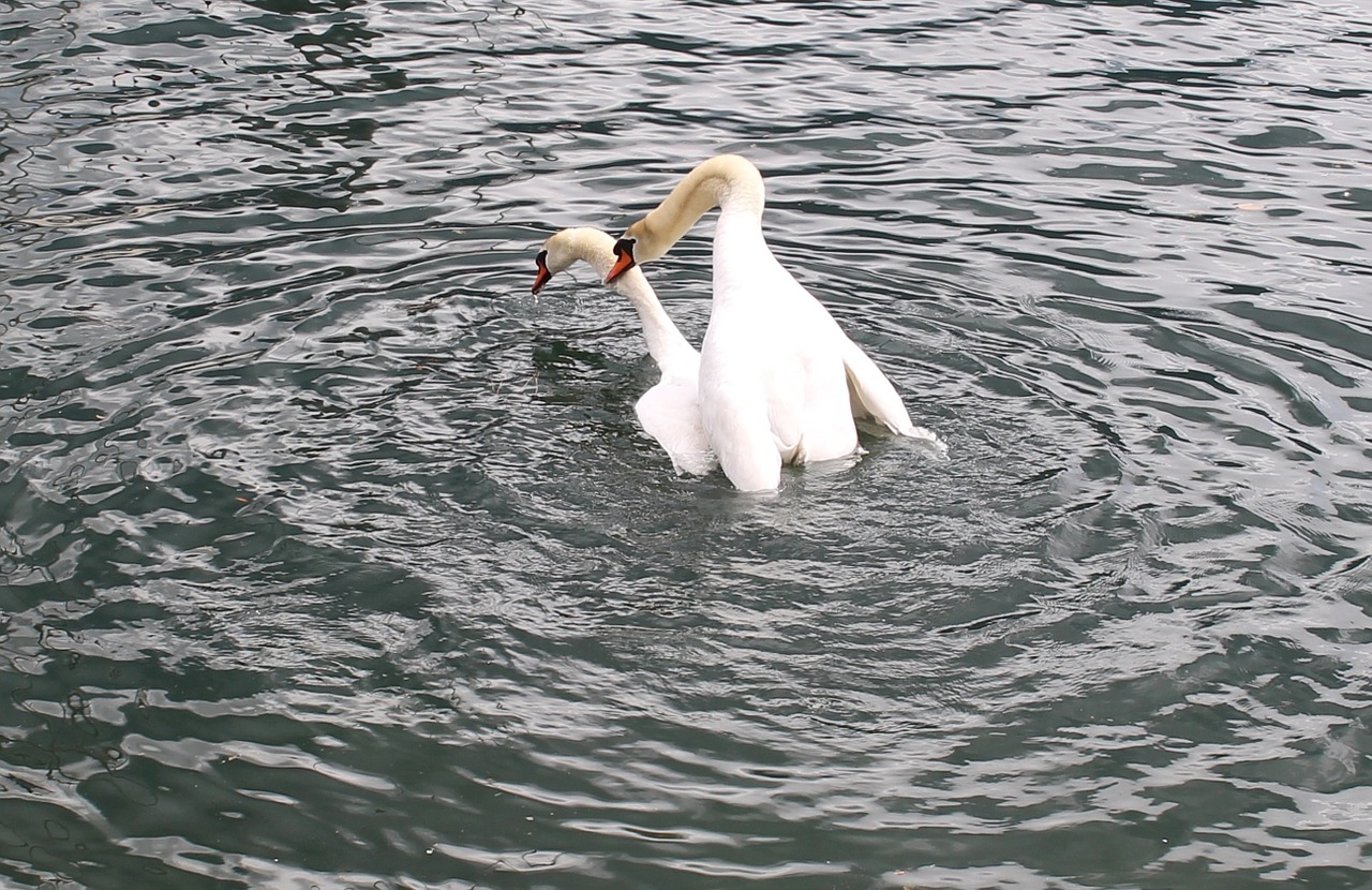 swans swan pair wedding free photo