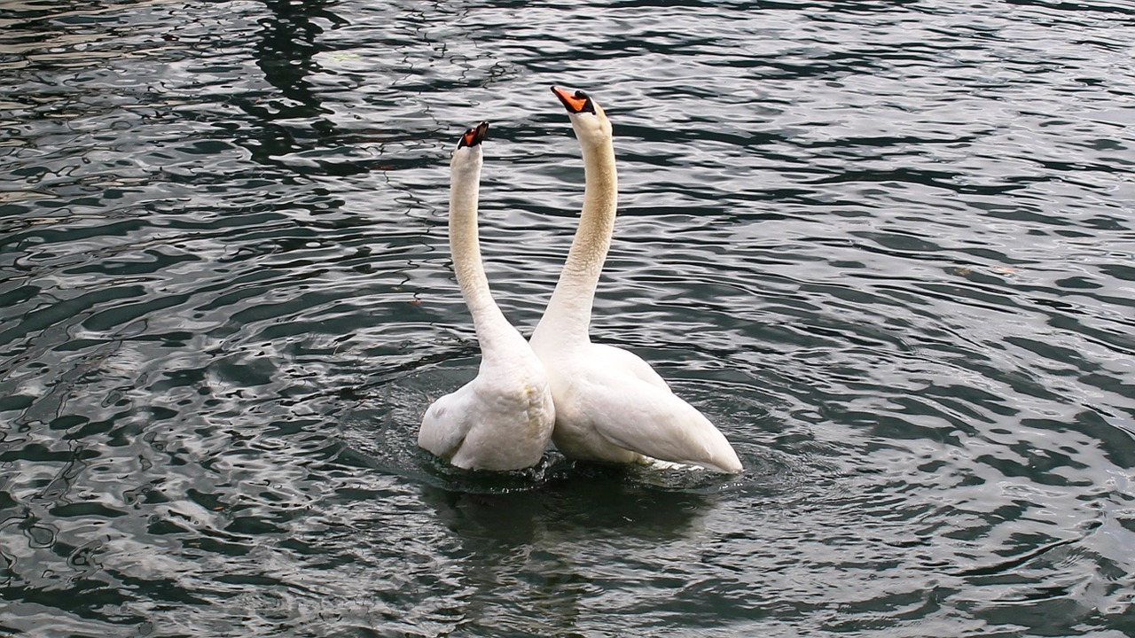 swans swan pair harmony free photo