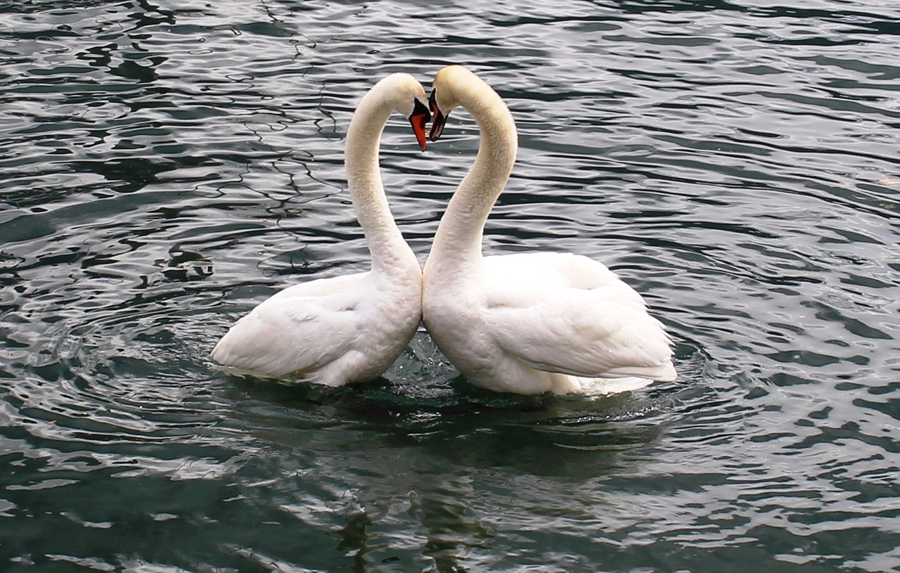 swans swan pair heart free photo