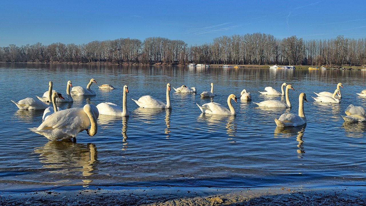 swans  protected nature park  the danube river free photo