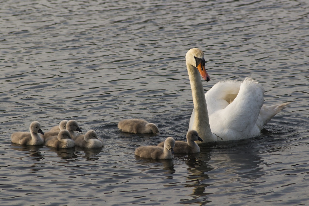 swans  water  swan free photo