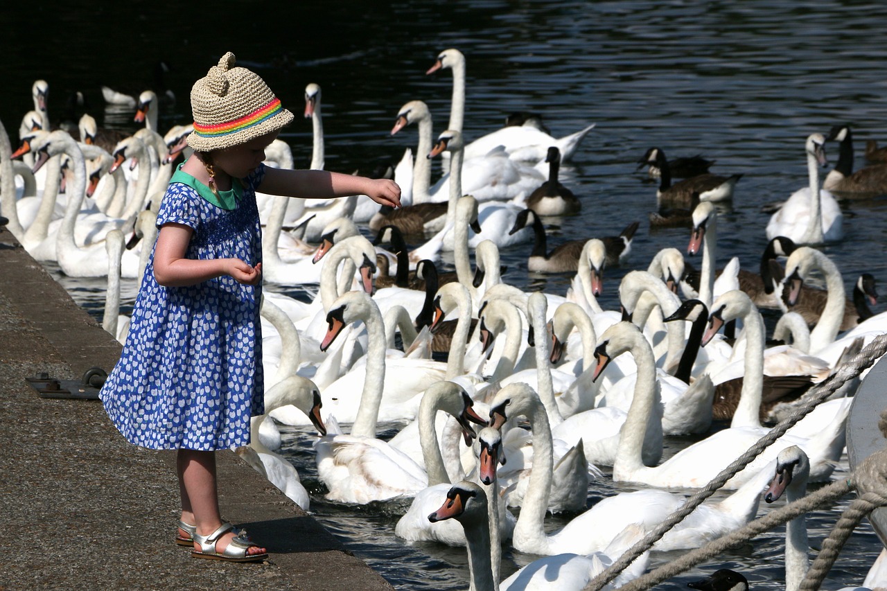 swans  feeding  nature free photo