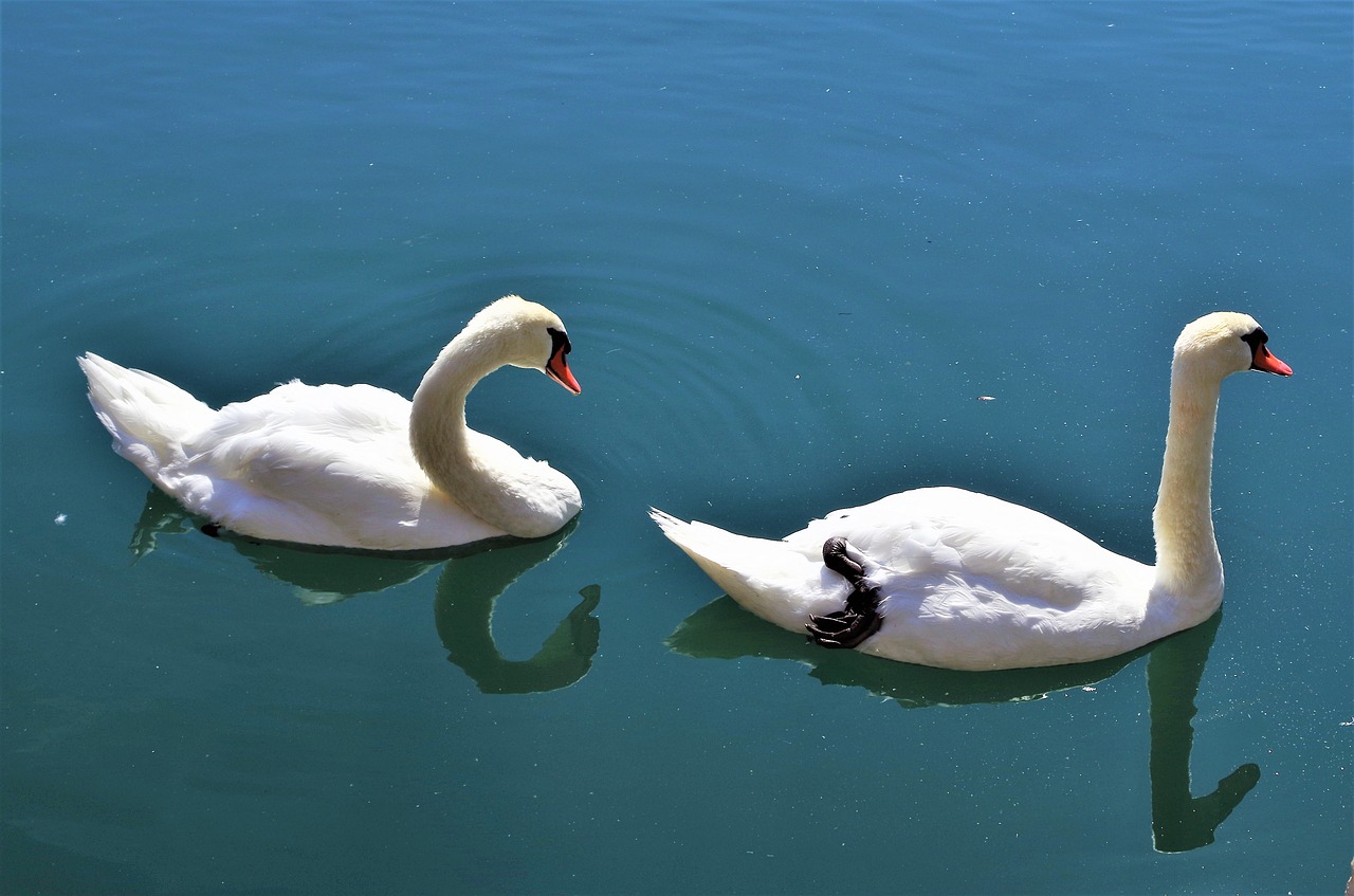 swans  swan  water free photo