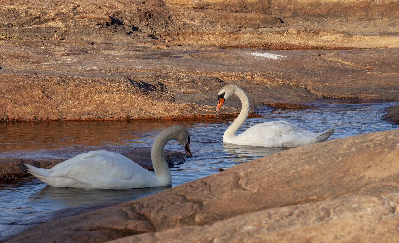 swans  swan  family free photo