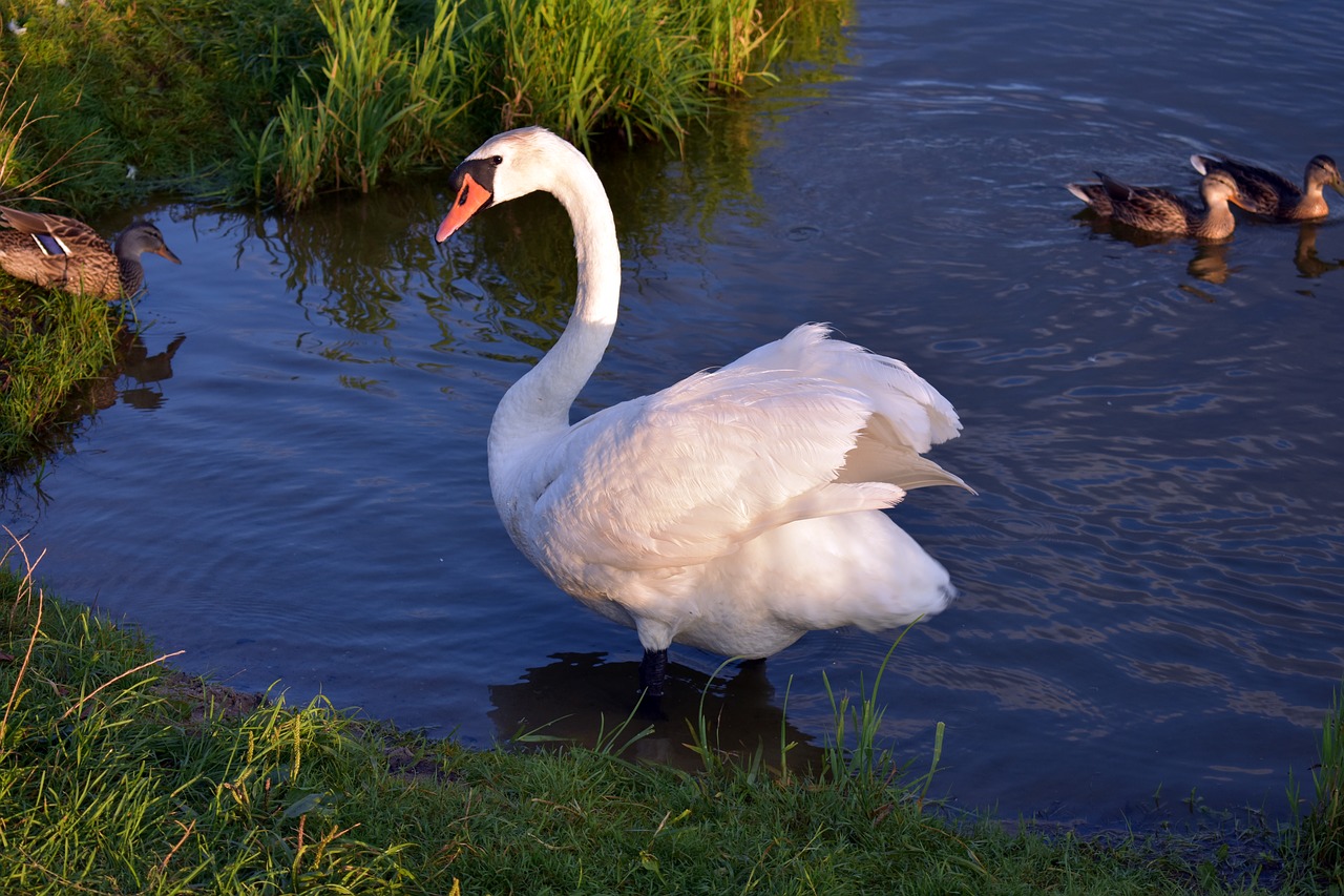 swans  bird  water free photo