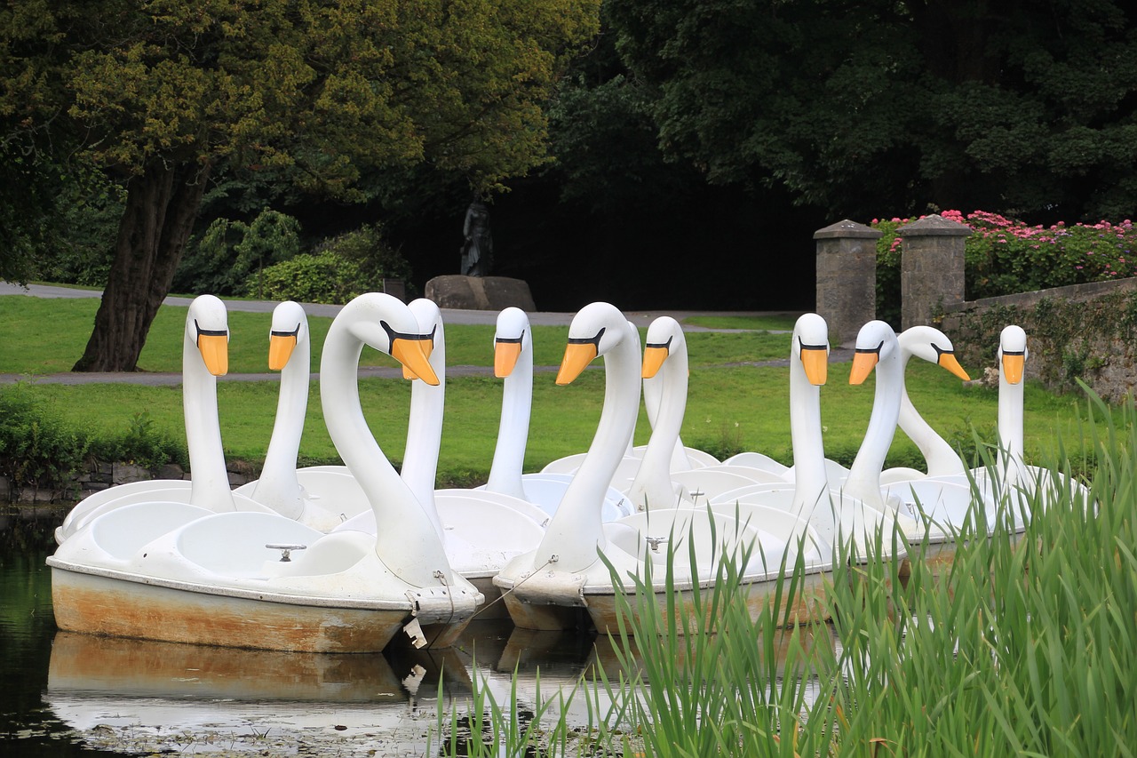 swans  boat  water free photo