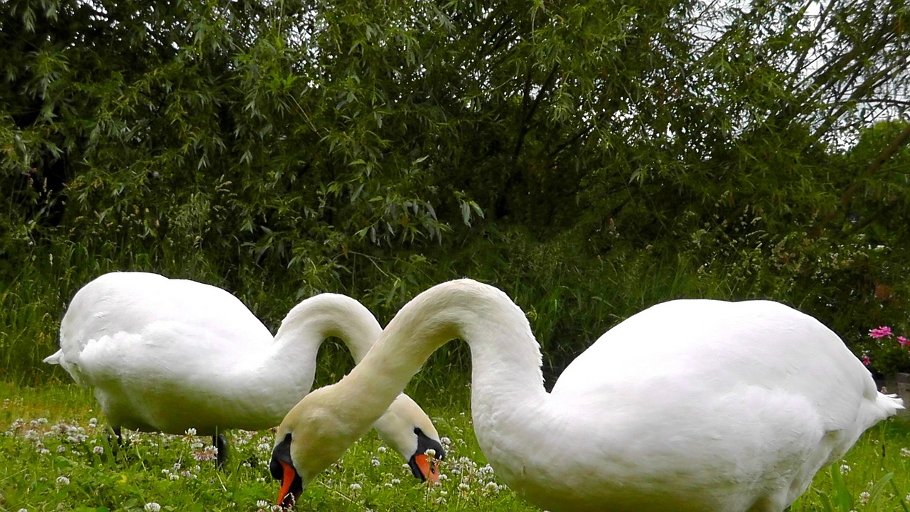 swans animals beautiful free photo