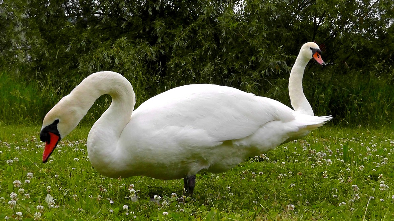 swans necks waters free photo