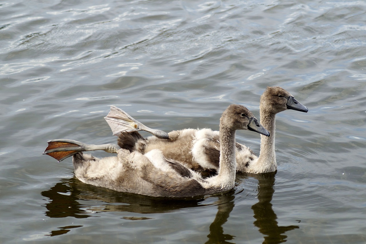 swans  bird  young free photo