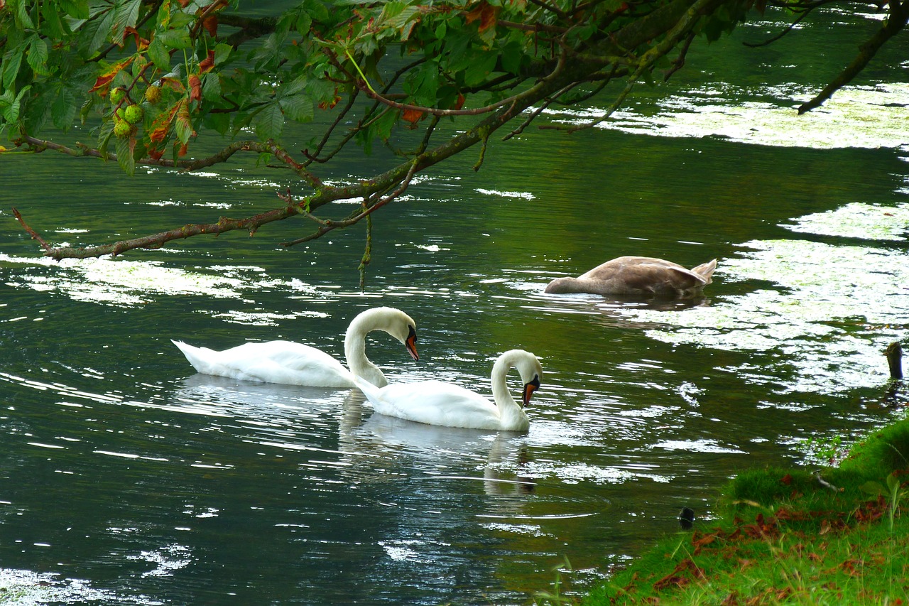 swans  lake  park free photo