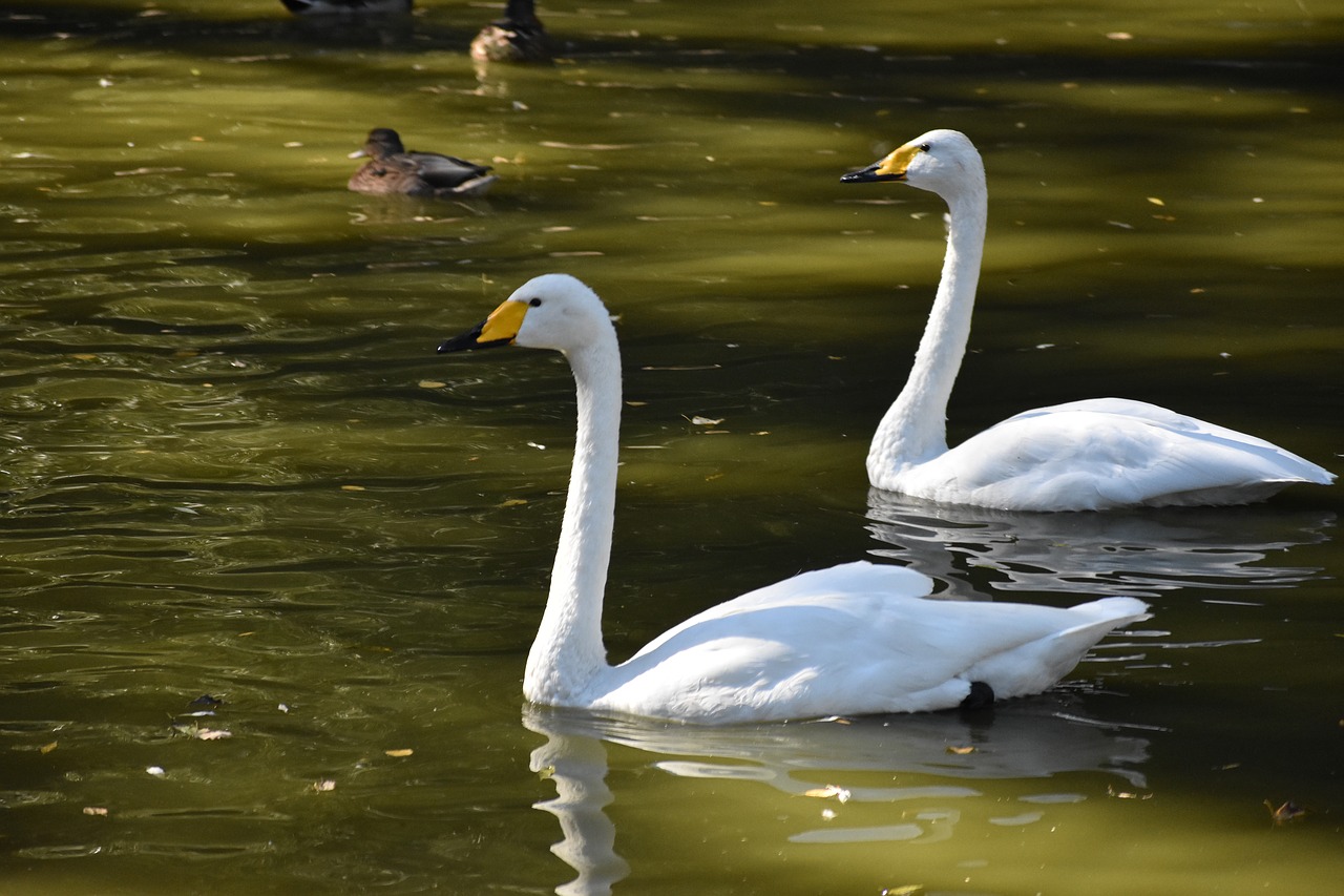 swans  couple  lake free photo