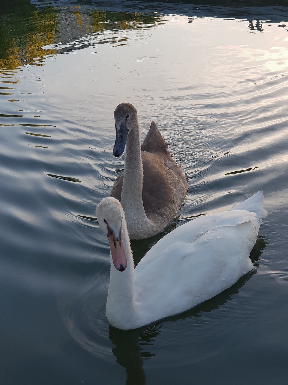 swans  animal children  swan free photo