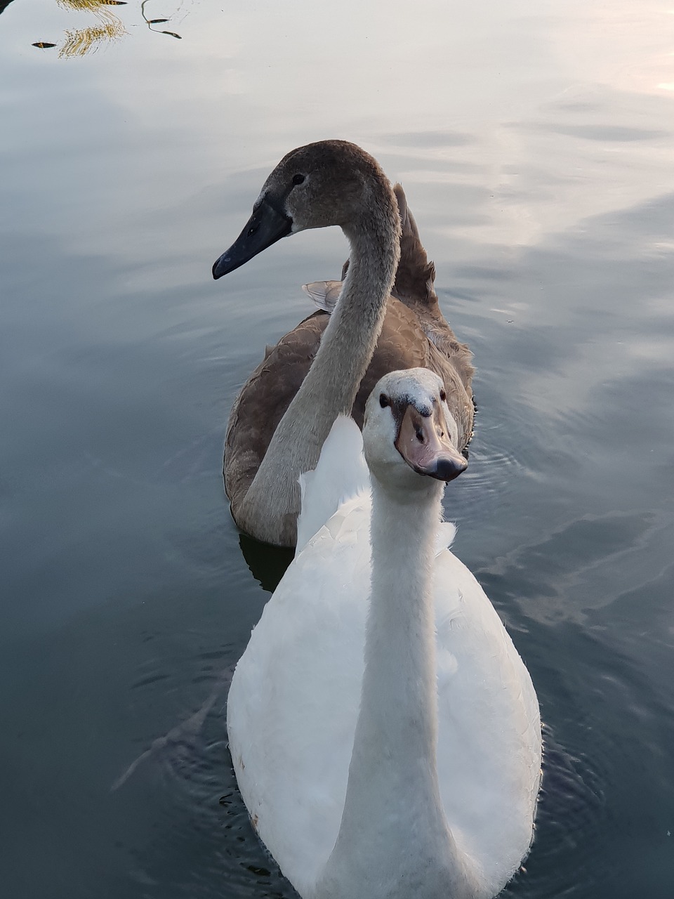 swans  swan  water free photo