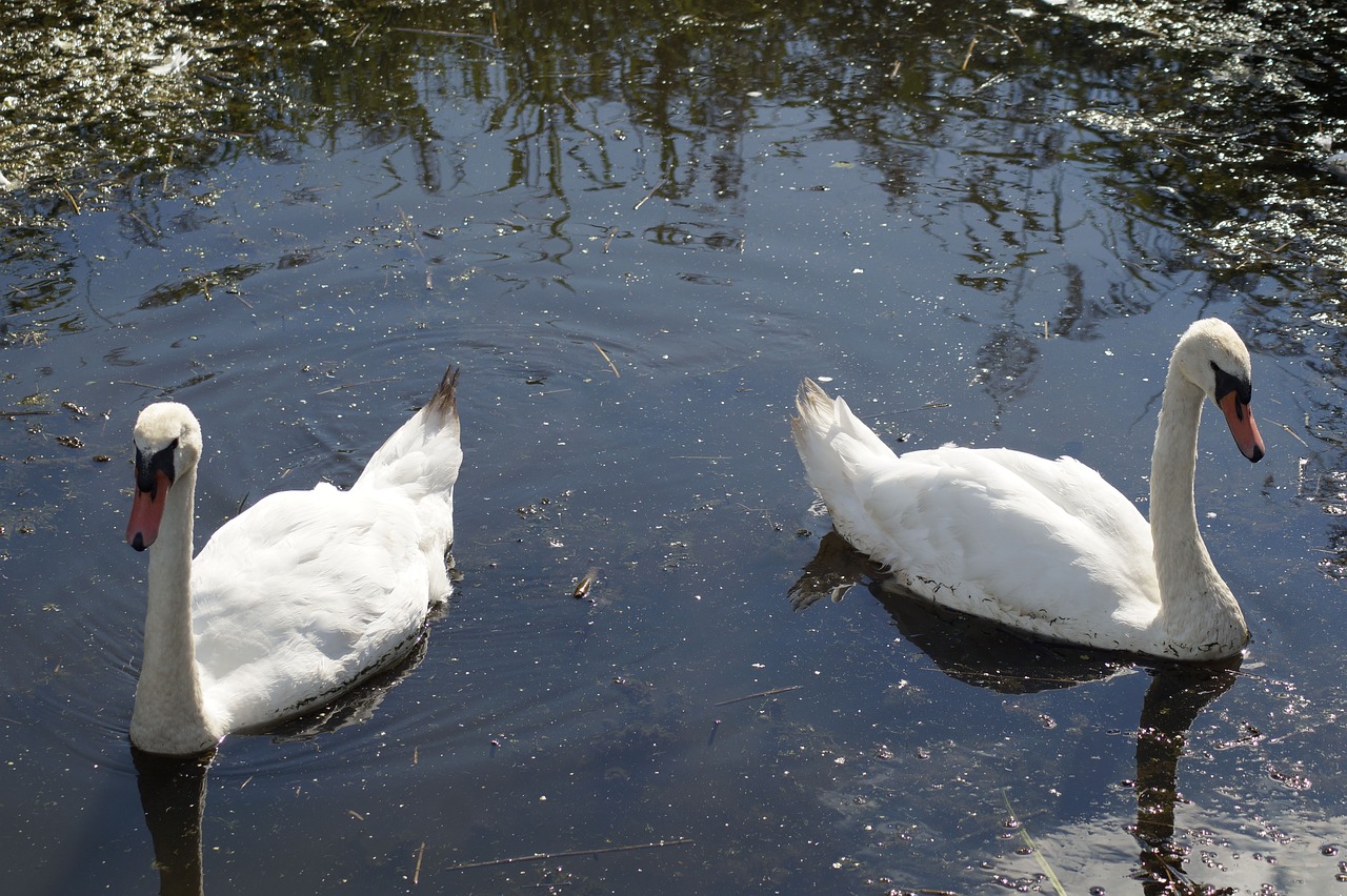 swans  bird  water free photo