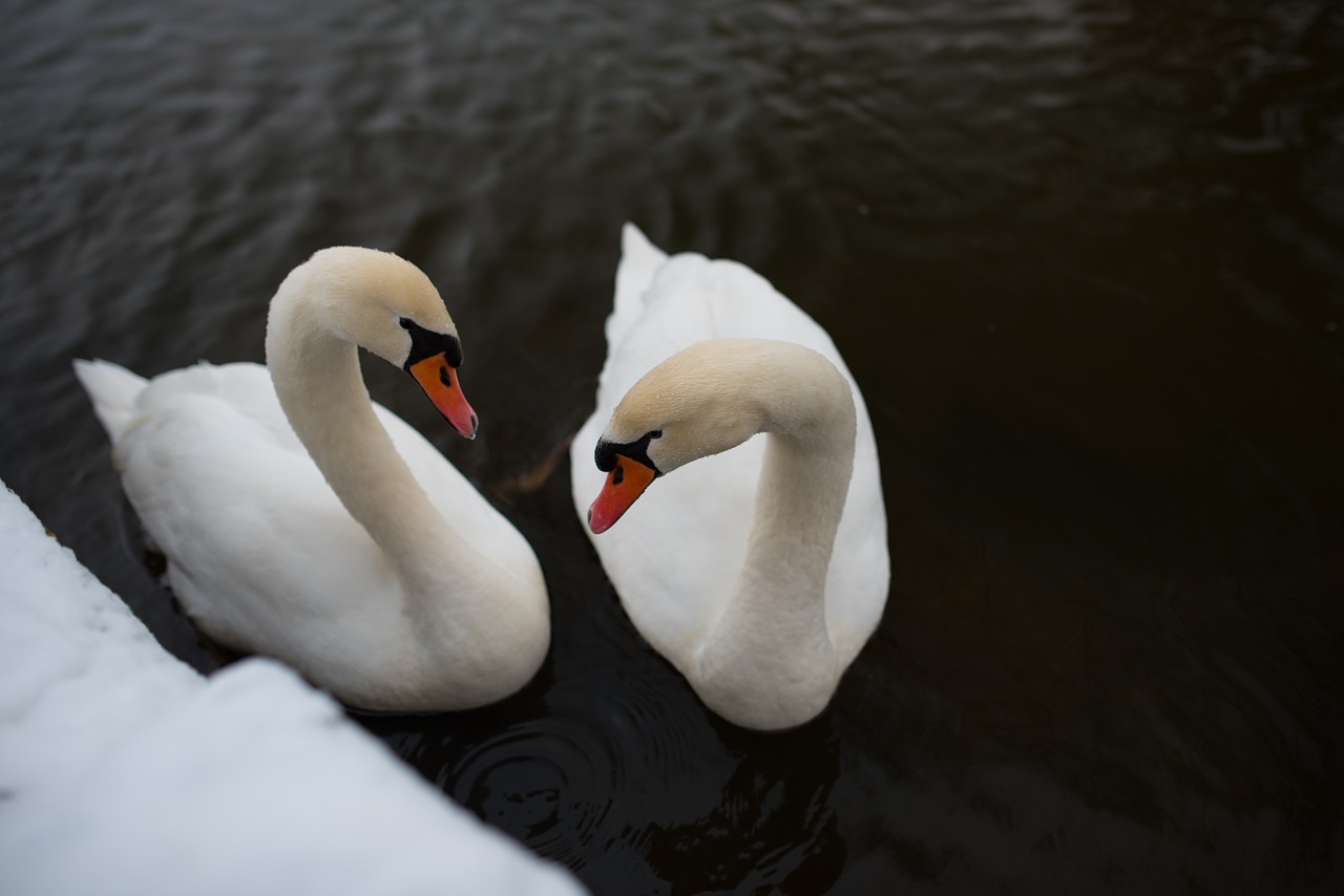 swans  water  animal free photo