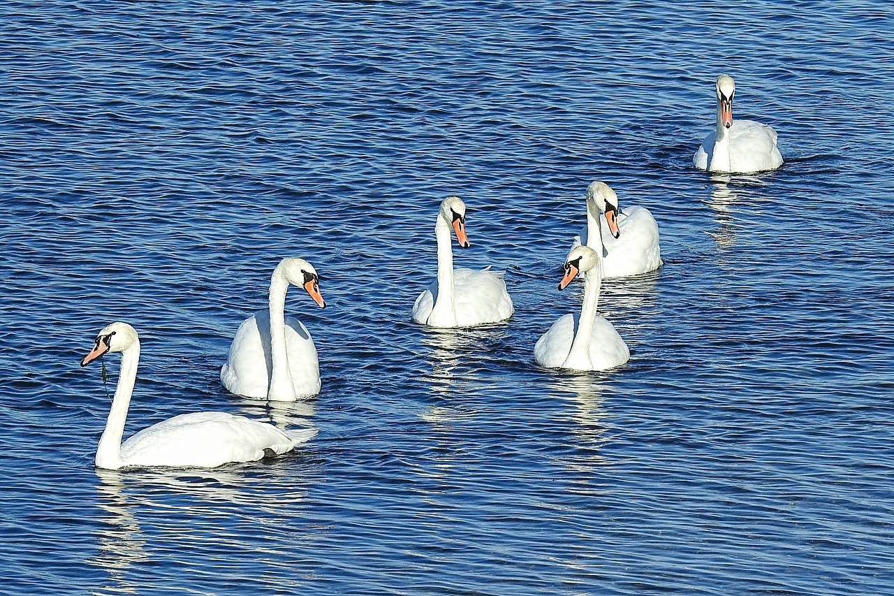 swans  lake  waters free photo