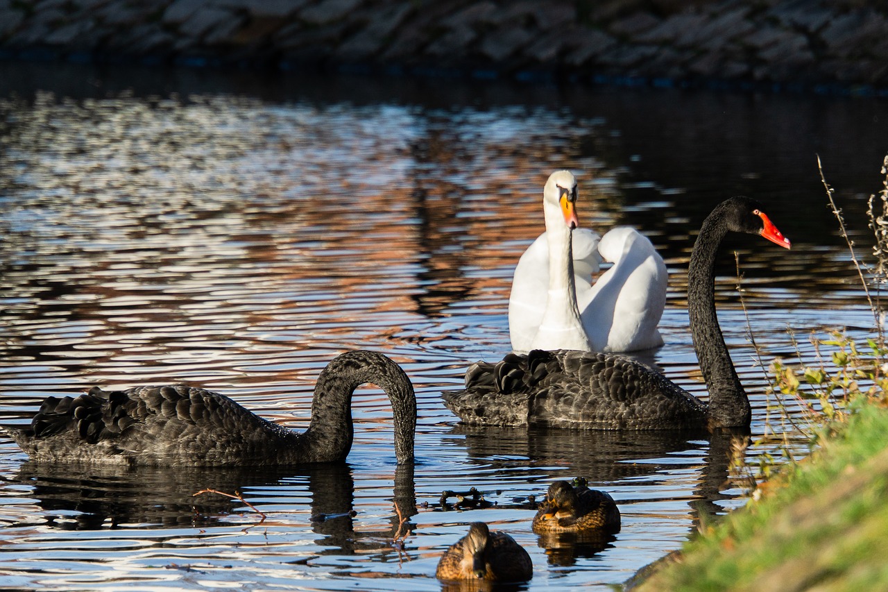 swans  black  white free photo