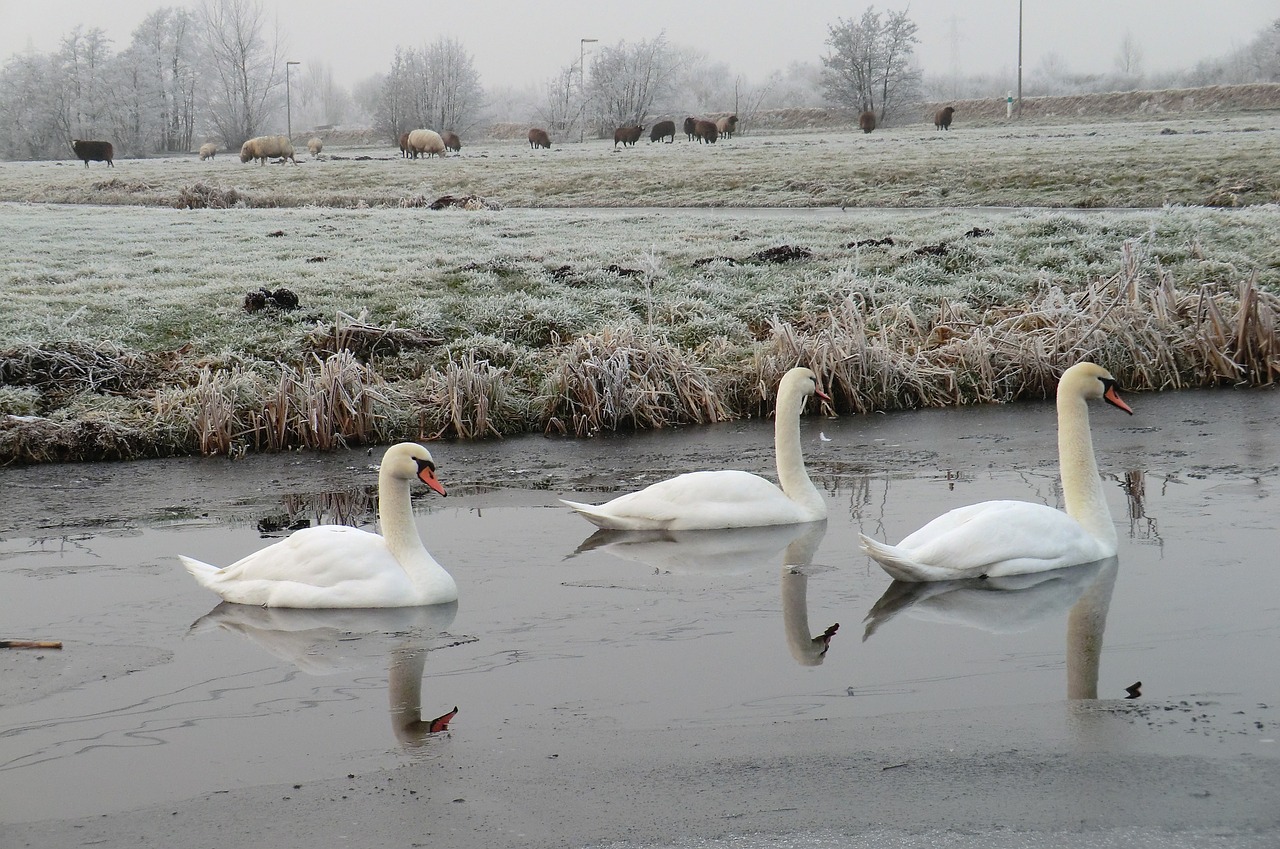 swans  ditch  frozen free photo