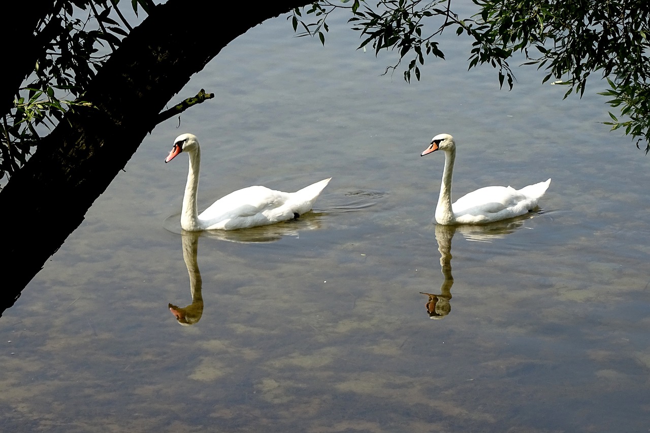 swans  birds  water free photo