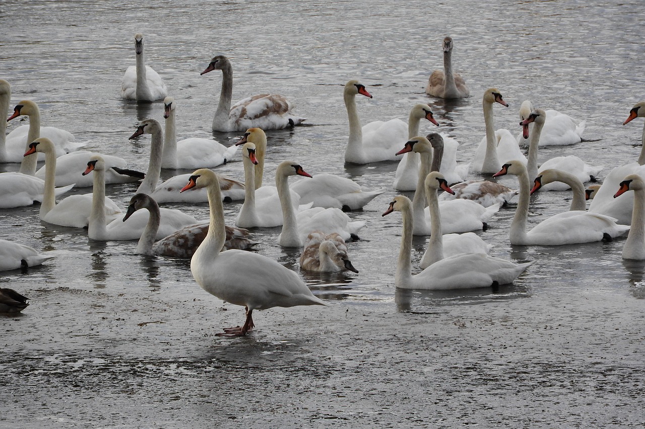 swans  waterfowl  water birds in the winter free photo