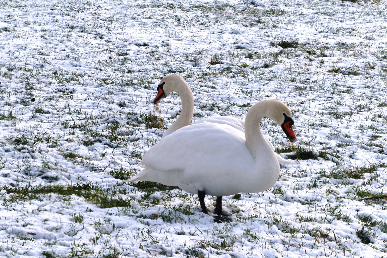 swans  pasture  winter free photo