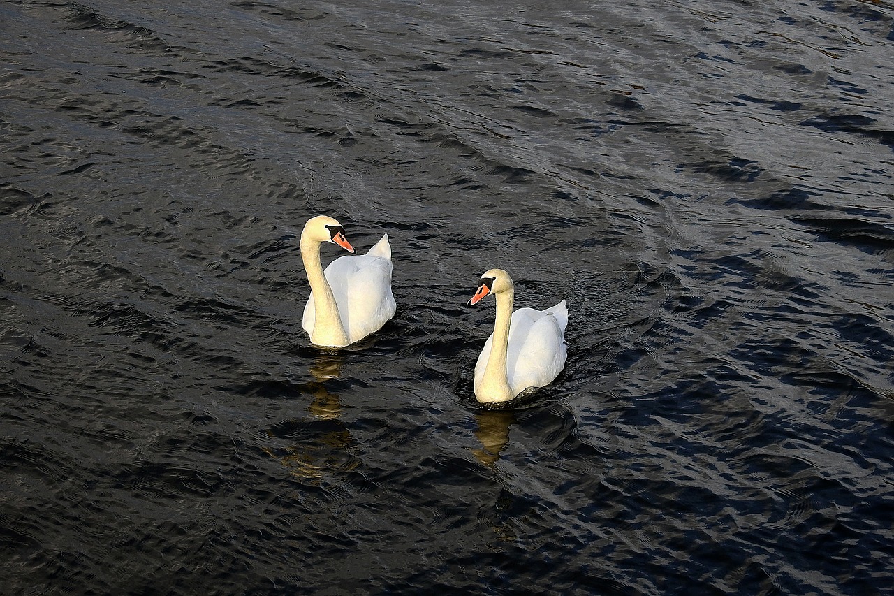 swans  river  birds free photo