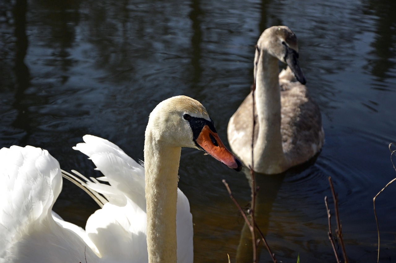 swans  mother  young animal free photo