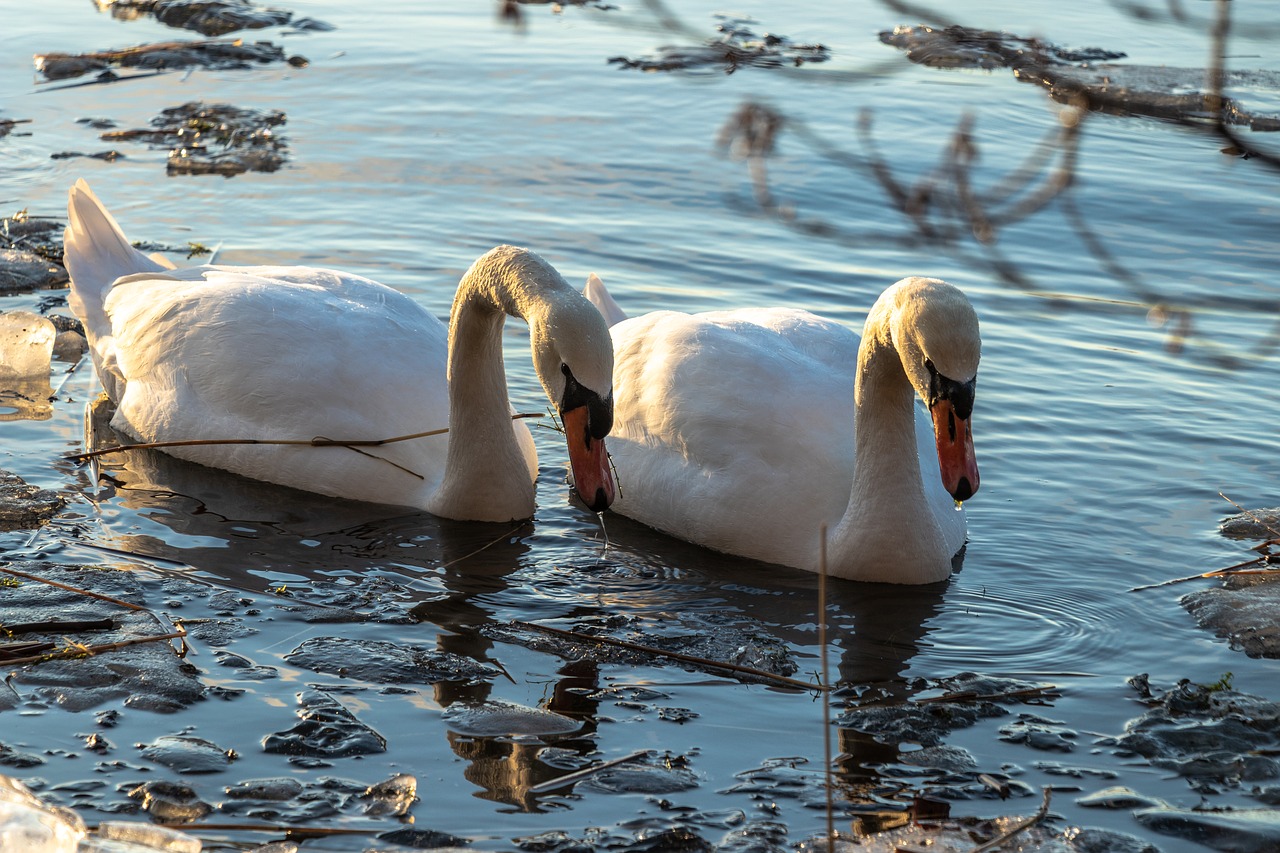 swans  water  swan free photo