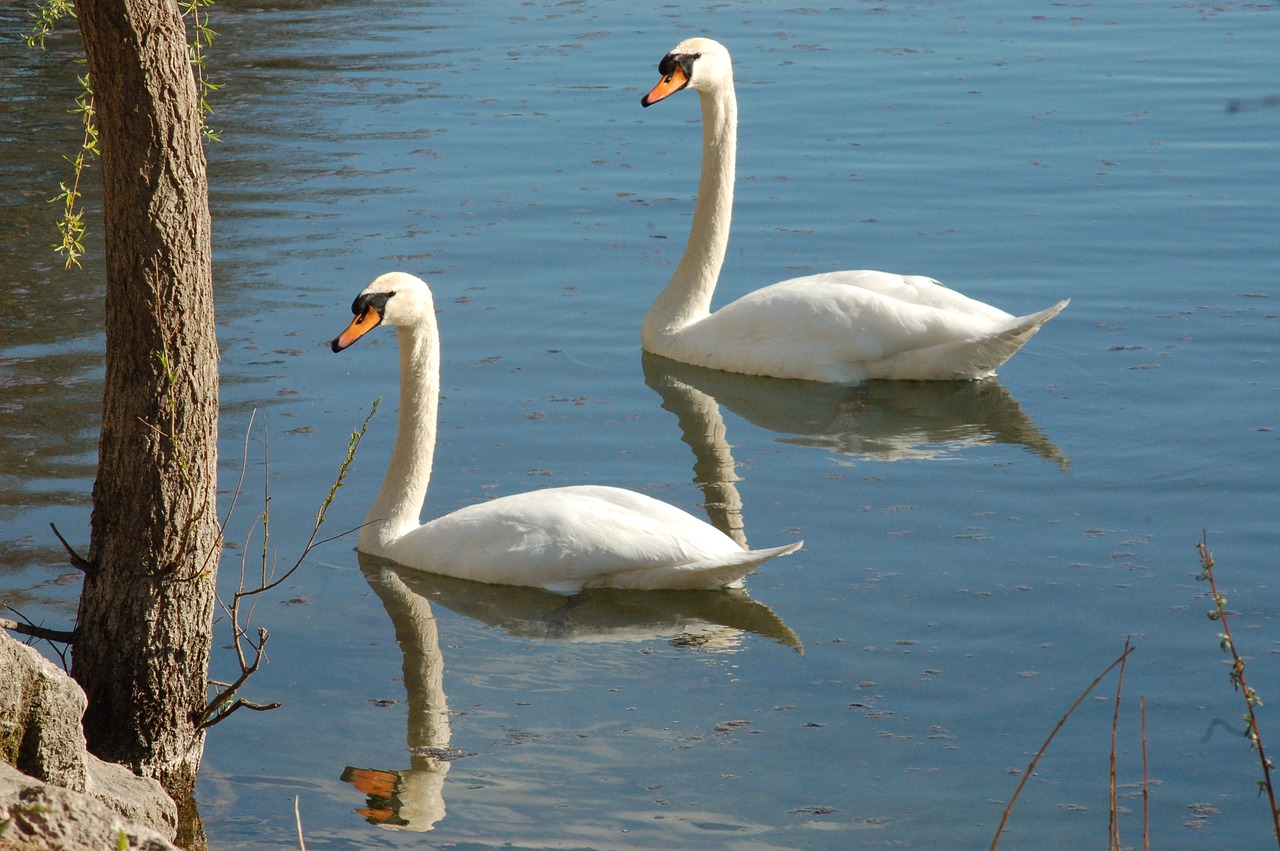 swans  swan  animal free photo