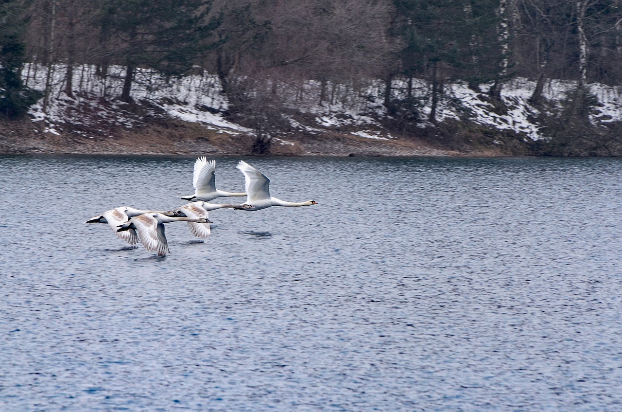 swans  water  nature free photo