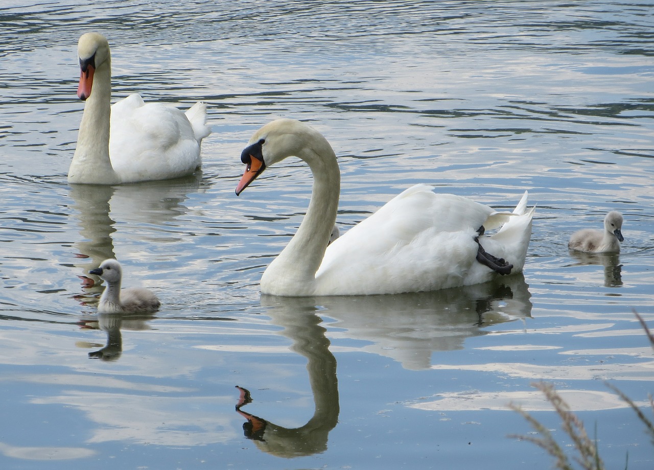 swans birds waterfowl free photo