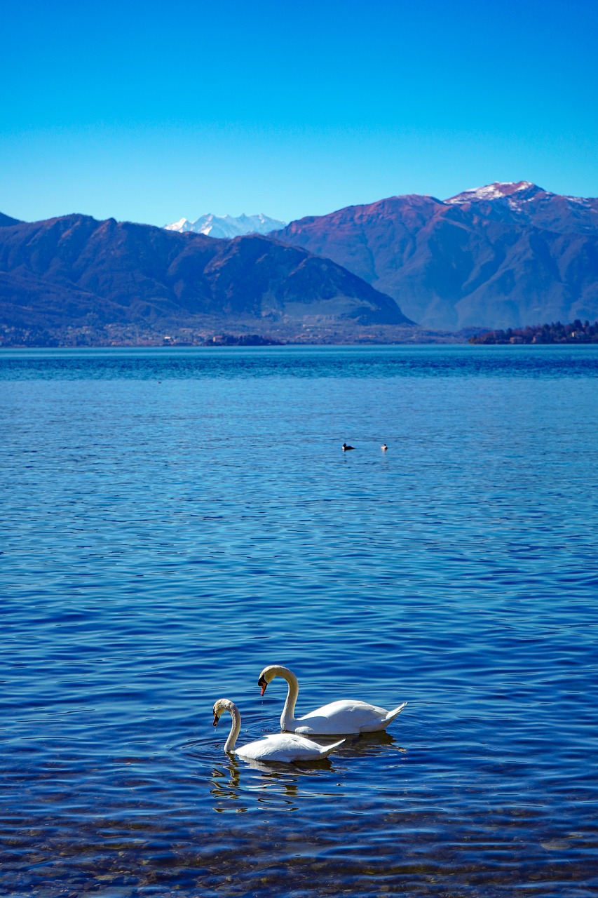swans  swan  lake free photo