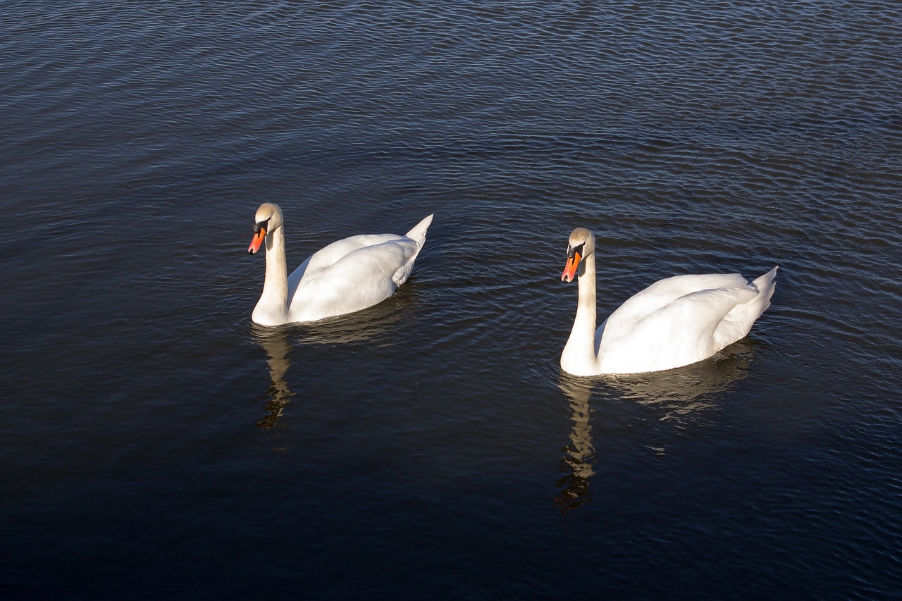 swans  swan  couple free photo