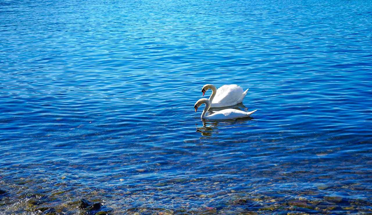 swans  lake  couple free photo