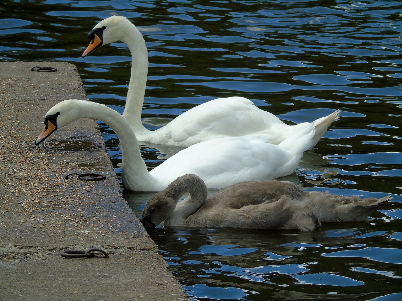 swans  mute swan  water birds free photo