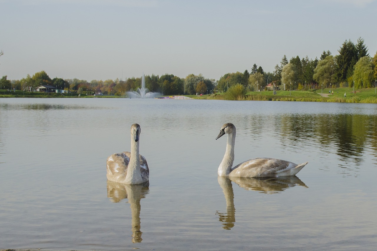 swans  lake  birds free photo