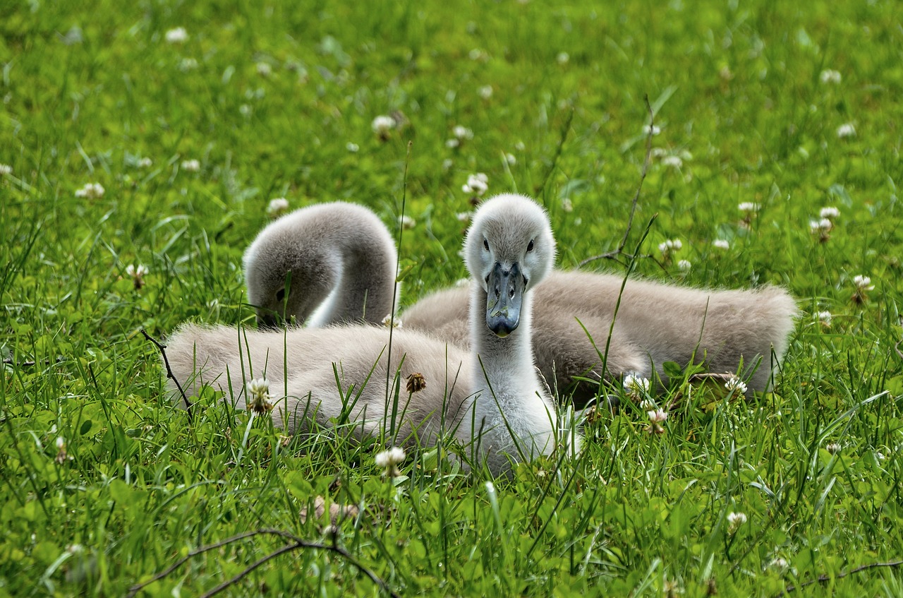 swans  chicken  cute free photo