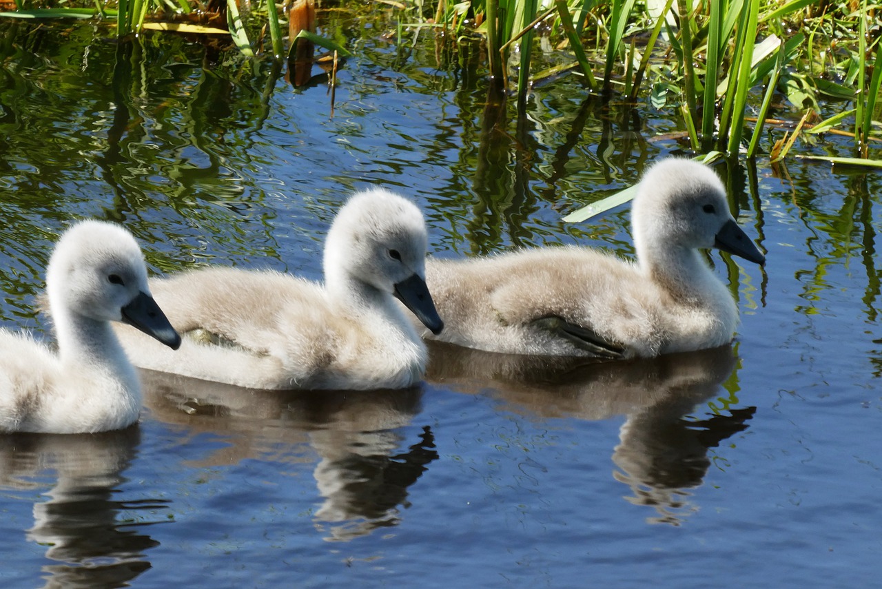 swans  chicks  nature free photo