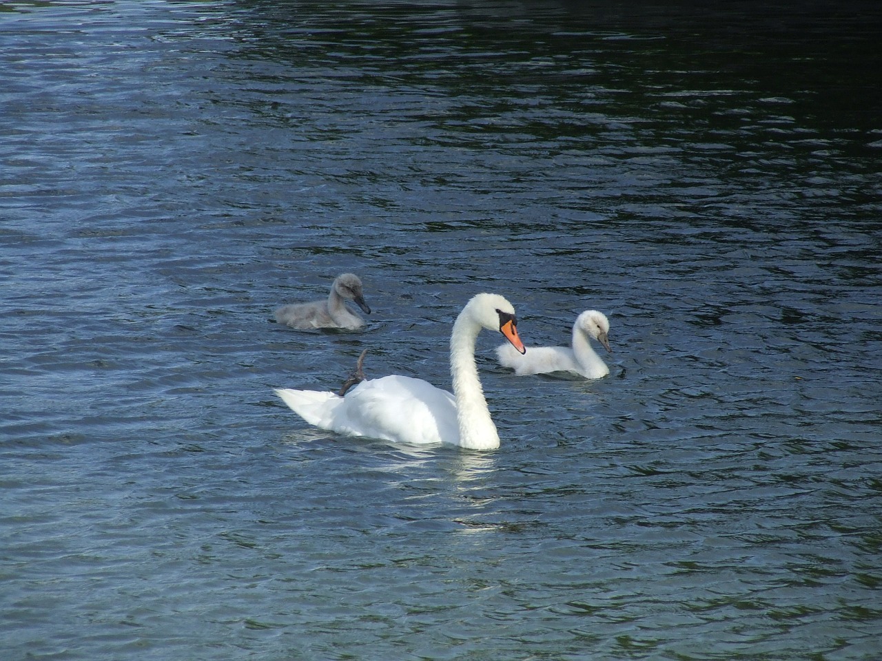 swans young swan waters free photo