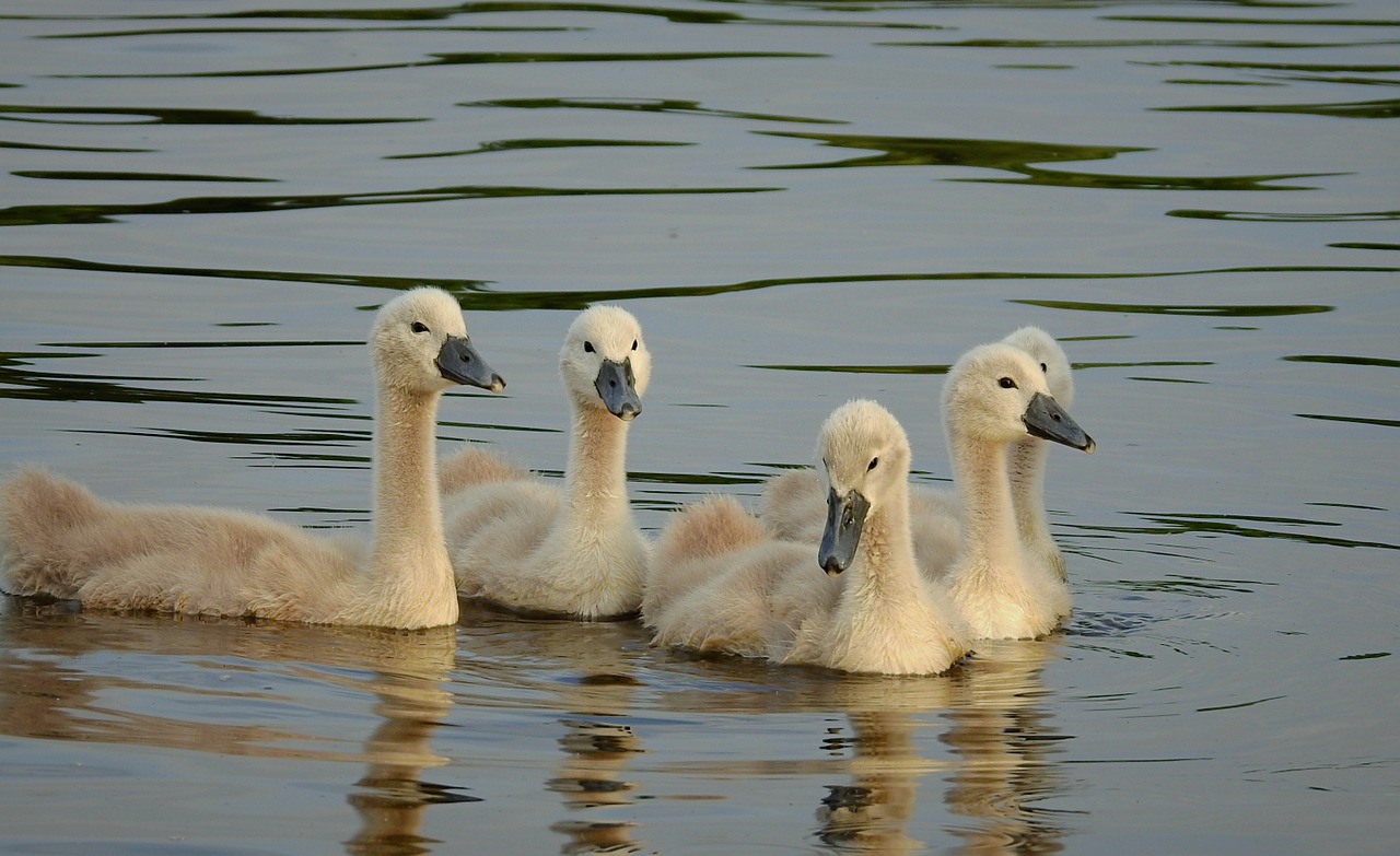 swans  young  swim free photo