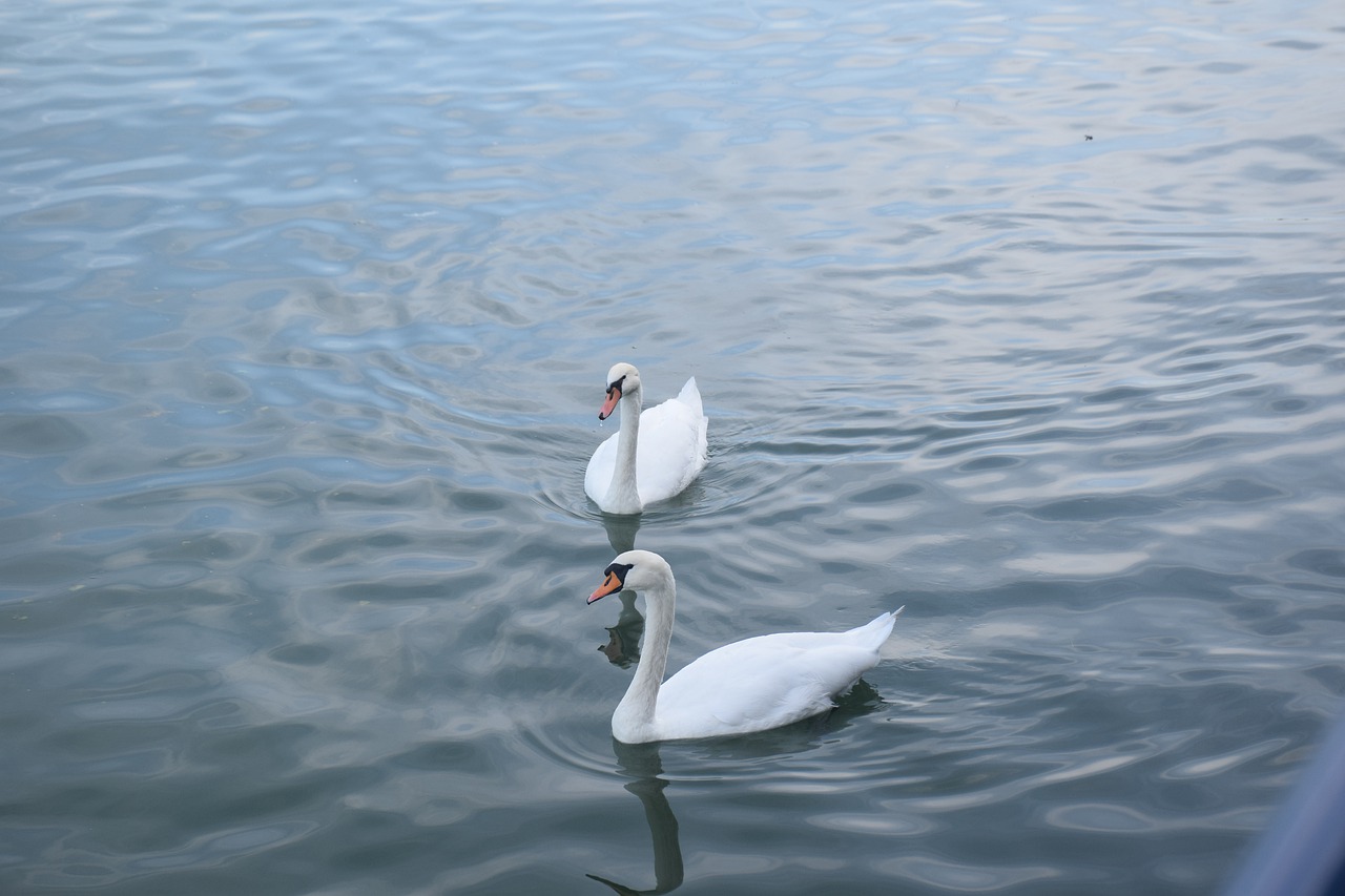 swans  birds  mates free photo